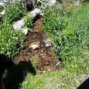 Meet your Posher, Grace